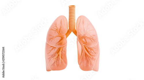 Fotografie Human Lungs Anatomy Trachea Bronchi Branching