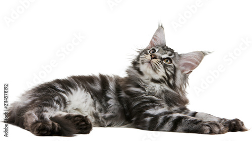 Silver tabby Maine Coon kitten lying down looking up