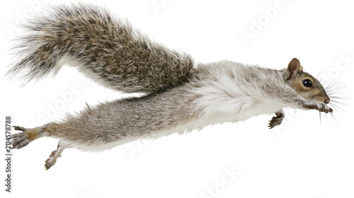 Grey squirrel mid-air jump motion