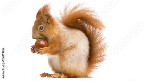 Bild auf Leinwand Red squirrel holding a nut in its paws