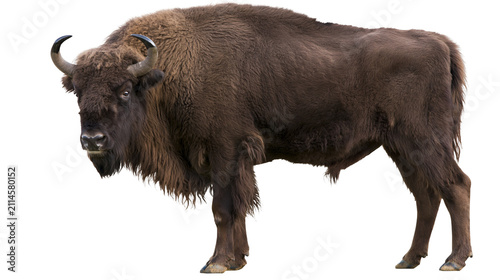 Foto European bison standing profile view