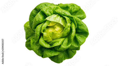 Fresh green butter lettuce head with crisp leaves
