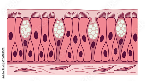 Ciliated pseudostratified columnar epithelium diagram, respiratory tissue anatomy vector, goblet cells and cilia structure for medical education