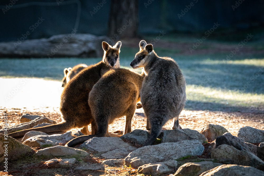 Fototapeta premium Kangaroos Gather Rocks Sunlit Australian Habitat