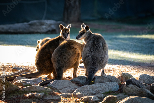 Photography Kangaroos Gather Rocks Sunlit Australian Habitat