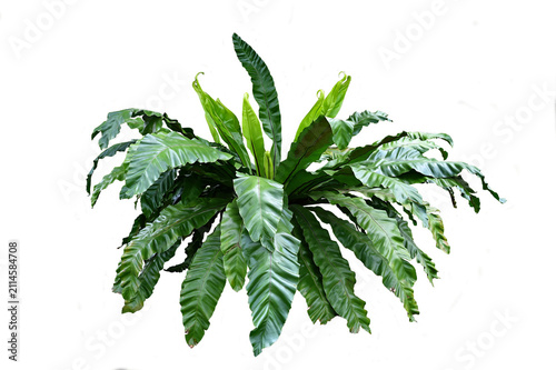 Fotografie A Bird's Nest fern- Asplenium nidus, isolated on white background, clipping path