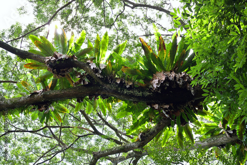 Obraz na plátně View of multiple clusters of Bird's Nest Fern (Asplenium nidus) growing on a lar