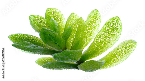 Succulent plant with dewy green leaves on white background with plant vibrant close up biophilic droplets isolated foliage healthy nature with botany