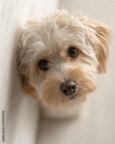 Portrait of fluffy puppy looking up at camera. Cute small dog sitting indoors, pet adoption concept