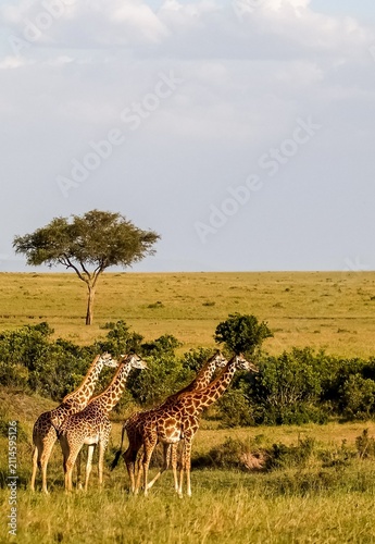 Giraffes walking across African savanna in Kenya safari