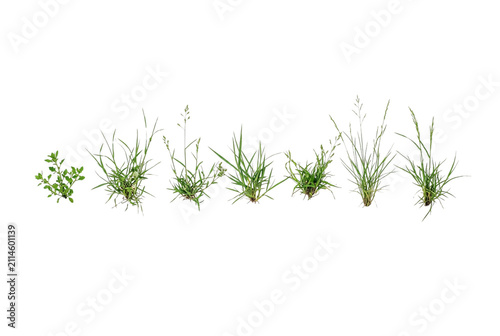 Set of small green wild grass tufts and weed sprouts isolated cutout elements, natural botanical field plant assets for landscape design and architectural rendering composition.