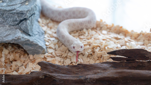 Snow Western hognose snake looking directly into the camera lens with tongue out.