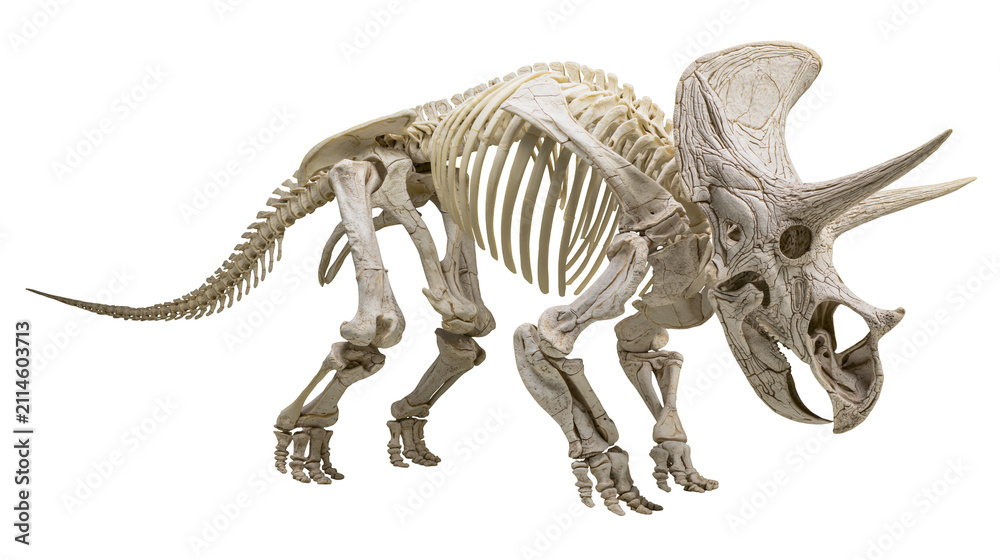Fototapeta premium Triceratops dinosaur skeleton fossilized bones