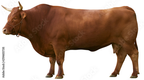 фотографія Brown bull with horns and halter standing