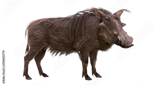Fotografie Warthog standing profile view with shaggy brown fur and tusks
