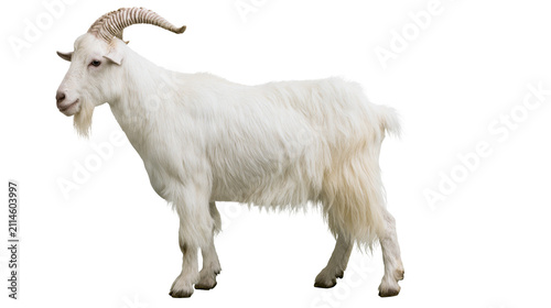 Foto White goat with long shaggy fur and curved horns