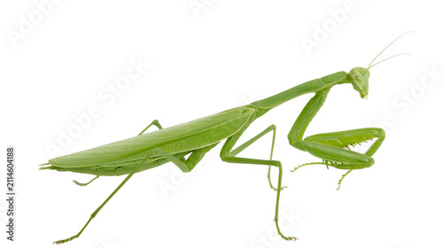 фотографія Green praying mantis insect with long body and raptorial forelegs