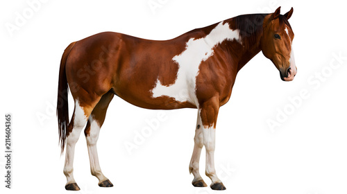 Fotografie Brown and white pinto horse standing profile view