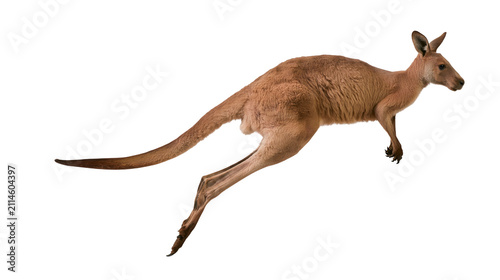 Fotografía Red kangaroo jumping mid-air side profile, white
