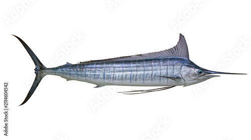 Foto Blue Marlin Fish with Long Bill and Dorsal Fin