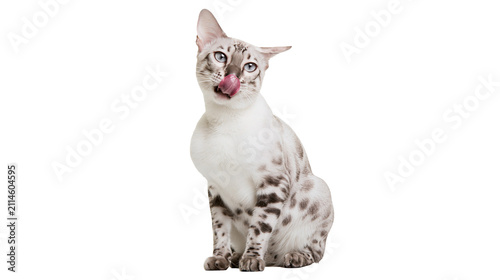 Foto Bengal cat with spotted fur licking its nose