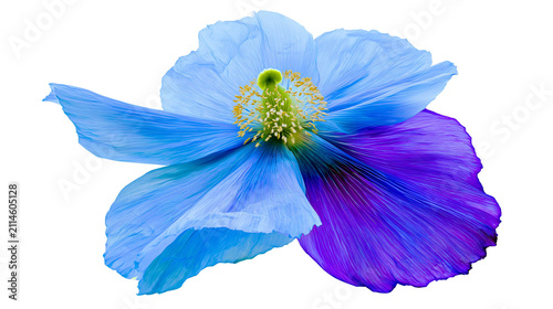 Принти на полотні Blue and purple poppy flower with yellow center