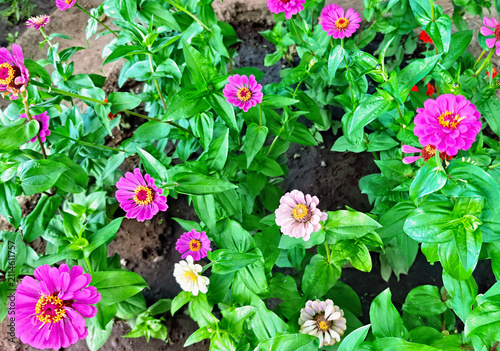 Zinnias (Zinnia elegans), known for their bright flowers.