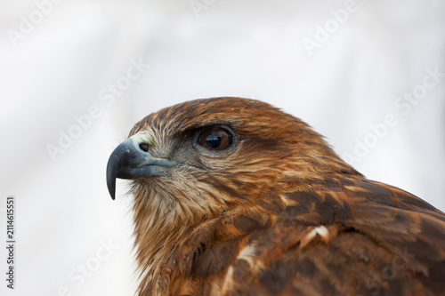 Konstfotografi Close-up portrait of a majestic bird of prey with sharp hooked beak and intense eye