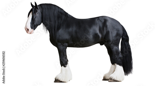 Bild auf Leinwand Black Shire horse with white blaze and feathered legs