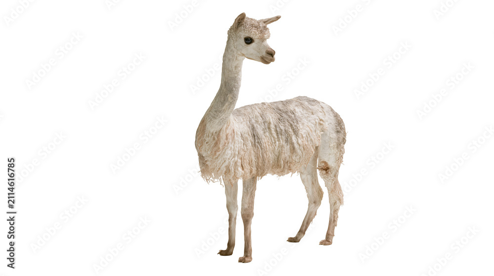 Obraz premium Young alpaca standing fluffy white wool long neck, light brown eyes