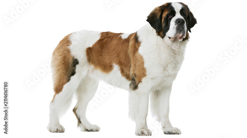 Fotografie Saint Bernard dog with white and brown fur standing