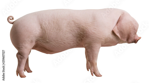 Cuadro en lienzo Pink pig standing side view, white