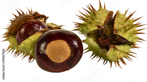 Obraz na plátne Horse Chestnuts with Spiky Husks