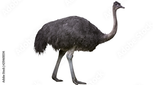 Konstfotografi Gray ostrich bird with long neck and legs standing
