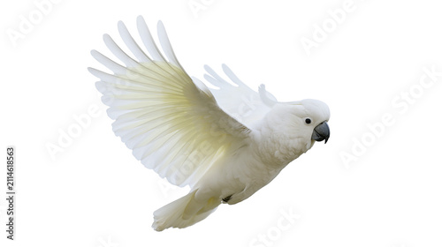White cockatoo bird with wings spread flying