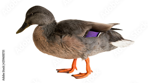 Cuadro en lienzo Mallard duck with purple speculum feathers and orange feet
