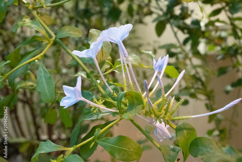Cuadro en lienzo Delicate light blue plumbago flowers blooming on a branch