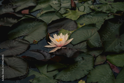 Foto Pink water lily floating among green lily pads on a pond