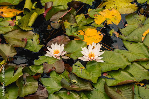 Fotografie Two pink water lilies floating among green and yellow lily pads