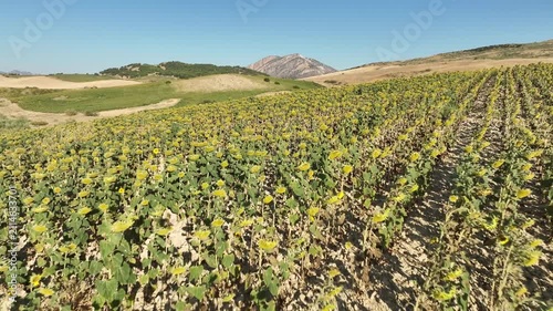 bonito campo sembrado con plantas de girasol en Andalucía	