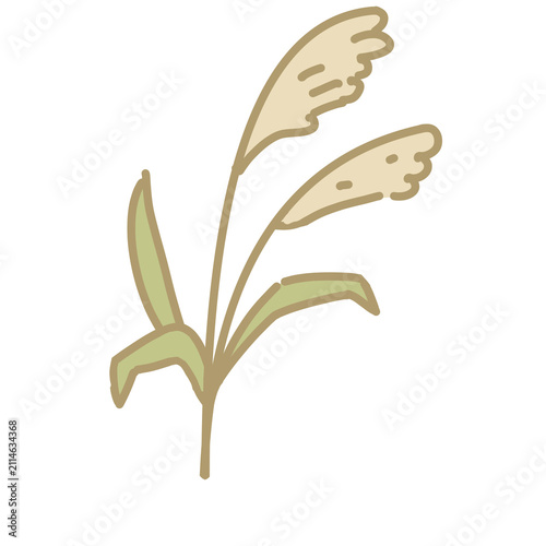 Pampas grass illustration. Hand drawn Japanese susuki silver grass isolated on white background for autumn and moon viewing design.