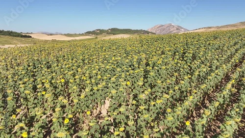 bonito campo sembrado con plantas de girasol en Andalucía	