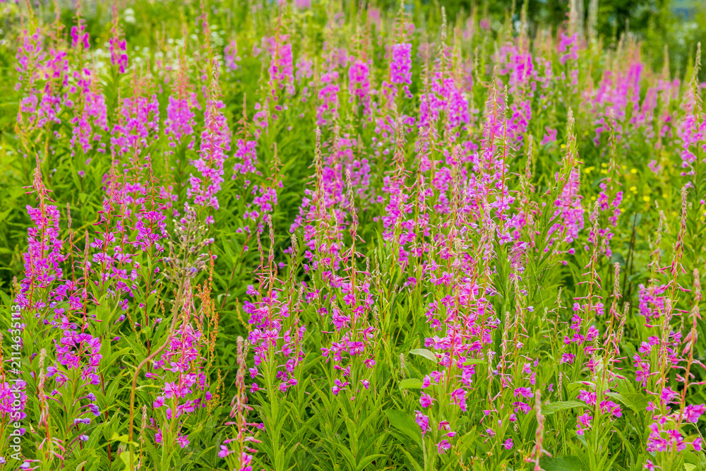 Obraz premium Blühende Weideröschen im Sommer in einer Blumenwiese