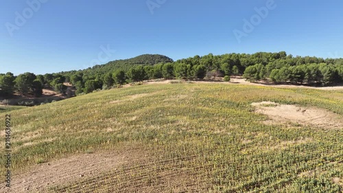bonito campo sembrado con plantas de girasol en Andalucía	