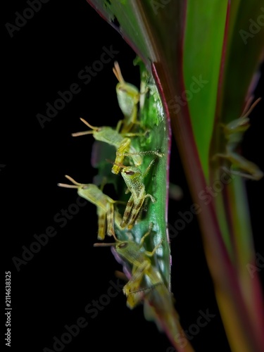 Canvas Print close up of several young grasshoppers or nymphs on a green leaf (Locusta migrat