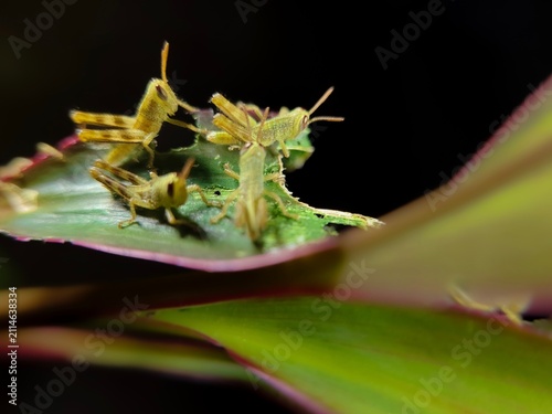 Konstfotografi close up of several young grasshoppers or nymphs on a green leaf (Locusta migrat