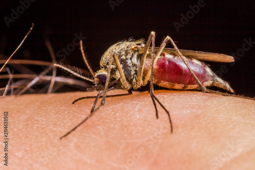 Blood-engorged mosquito on human skin: macro shot with detailed proboscis and patterned thorax.
