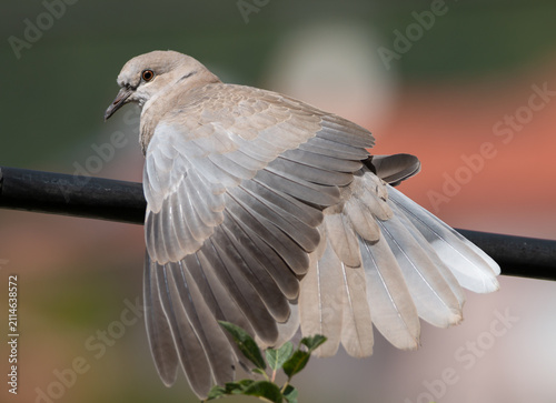Young Eurasian Collared Dove Sunbathing on Electric Cable.