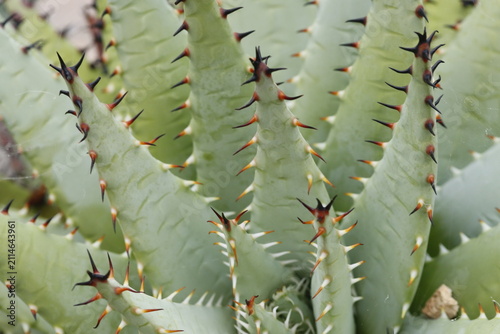 Canvastavla Close up of a spiky succulent plant with sharp thorns in the garden