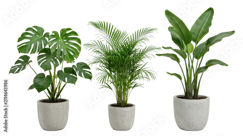 Three potted tropical houseplants in gray planters.